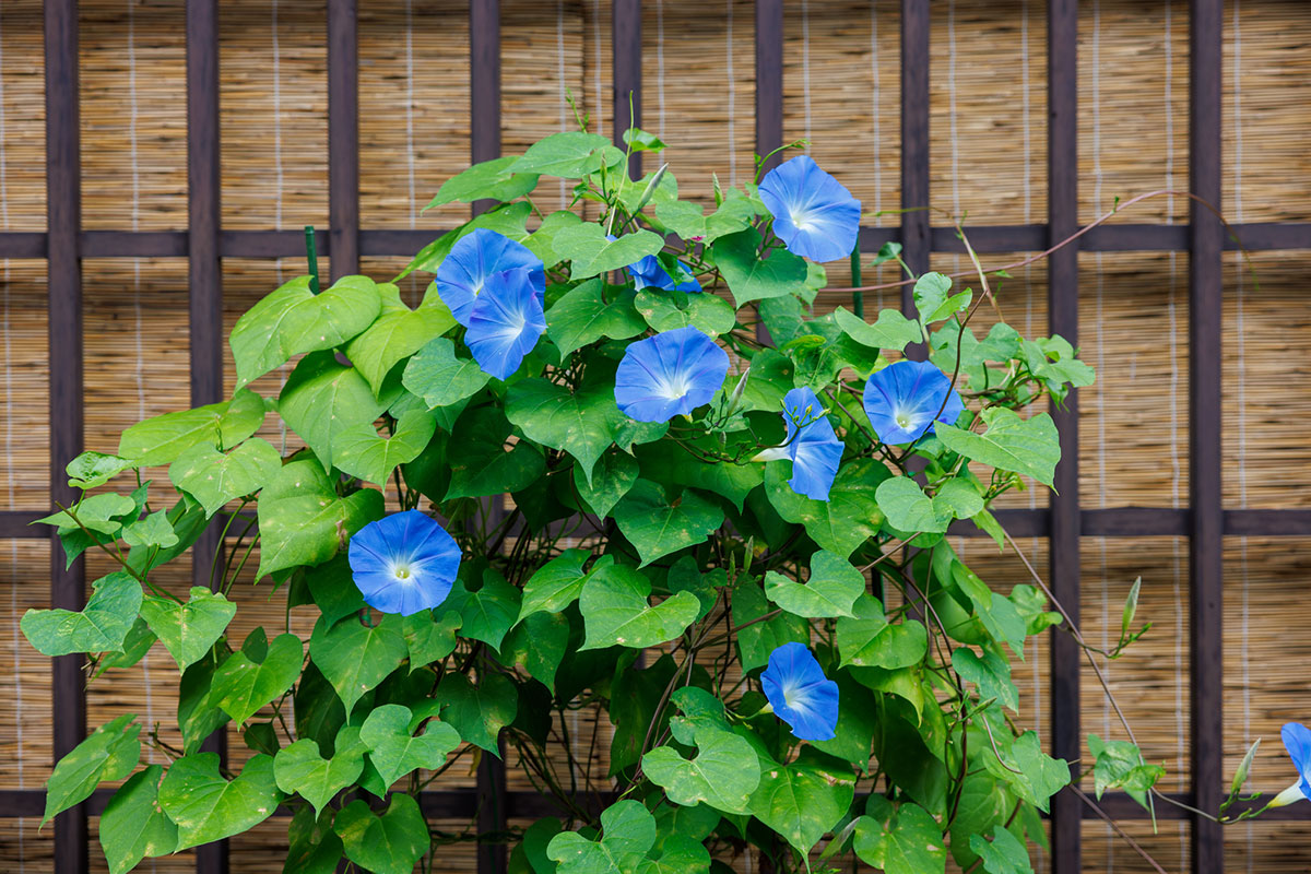 暑さに強い夏の花！30選と花言葉の画像27