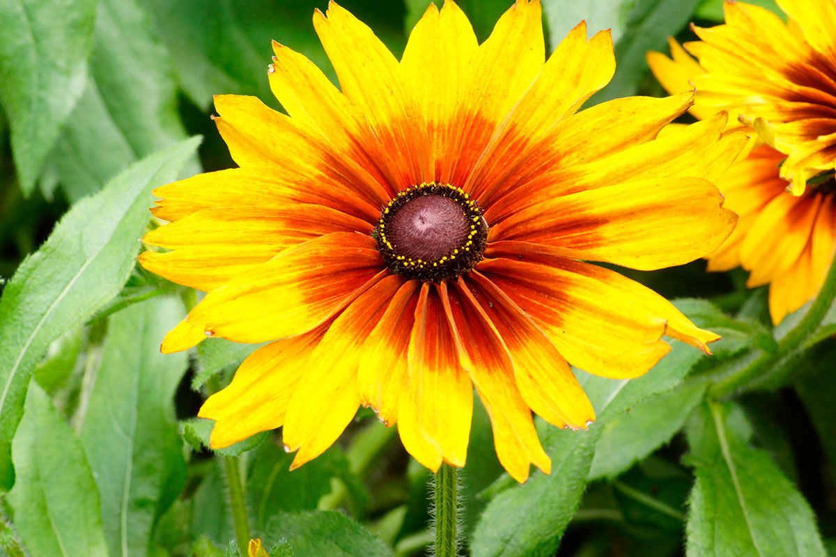 暑さに強い夏の花！30選と花言葉の画像28