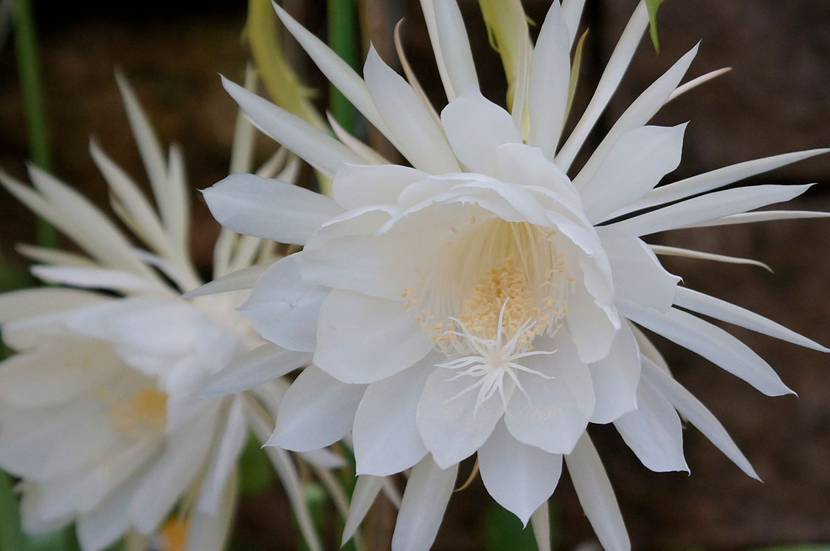 暑さに強い夏の花！30選と花言葉の画像29