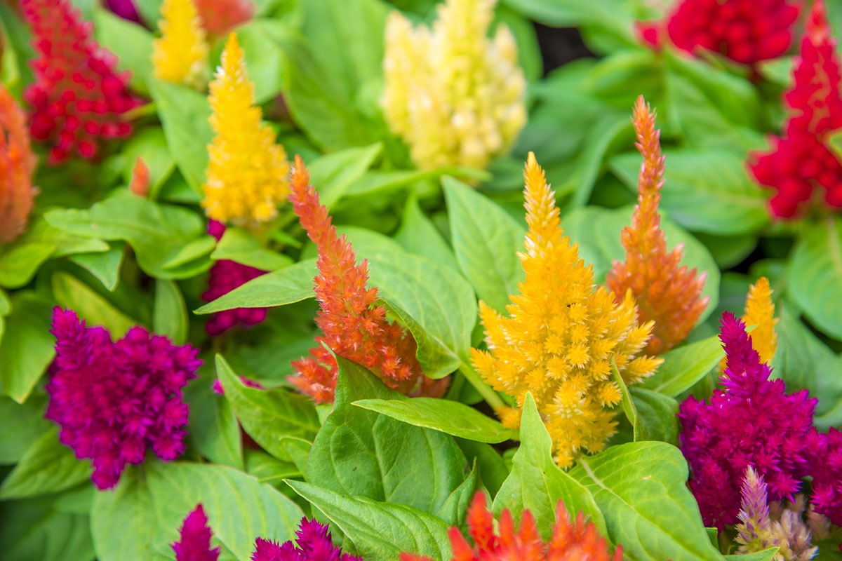 暑さに強い夏の花！30選と花言葉の画像30