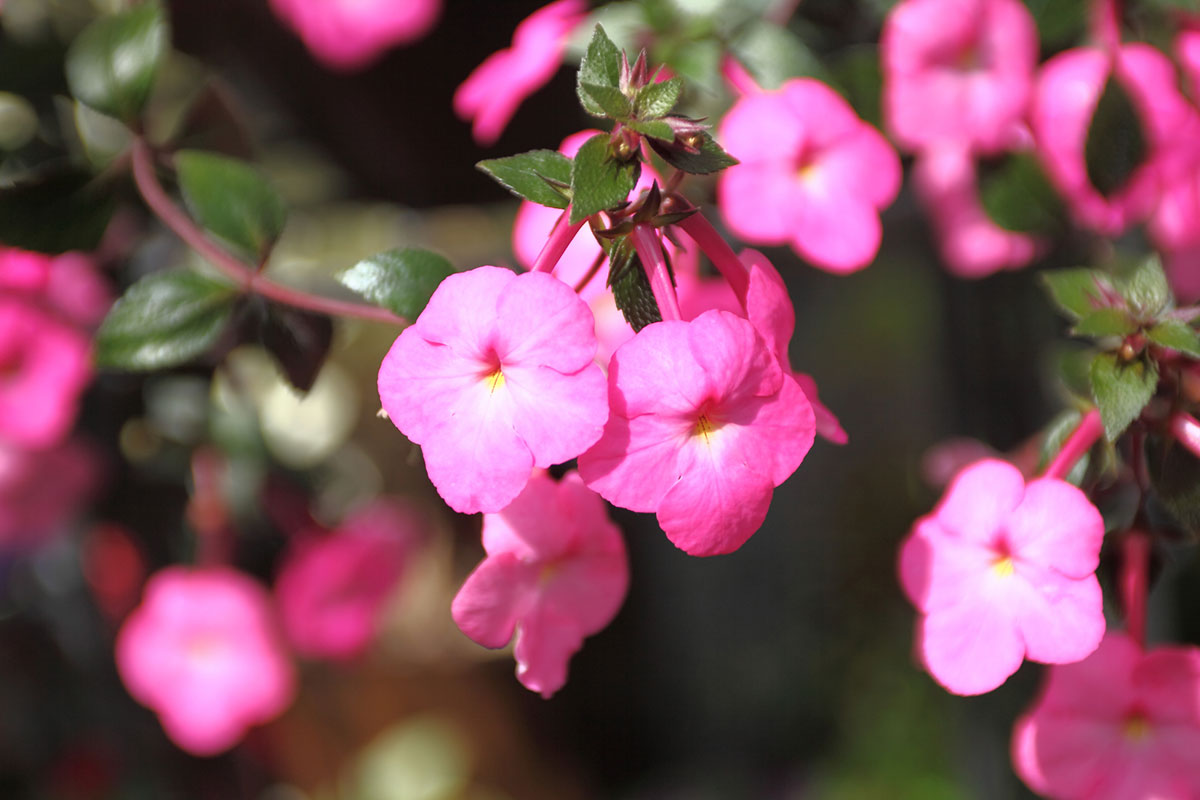 暑さに強い夏の花！30選と花言葉の画像31