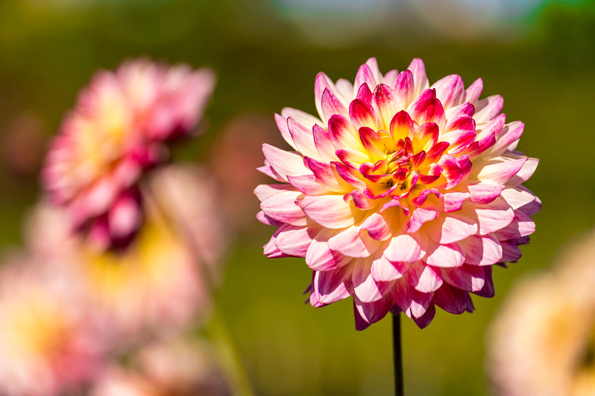 秋といえば何をイメージする？食べ物や花、行事やおすすめの過ごし方ランキングを紹介！の画像17