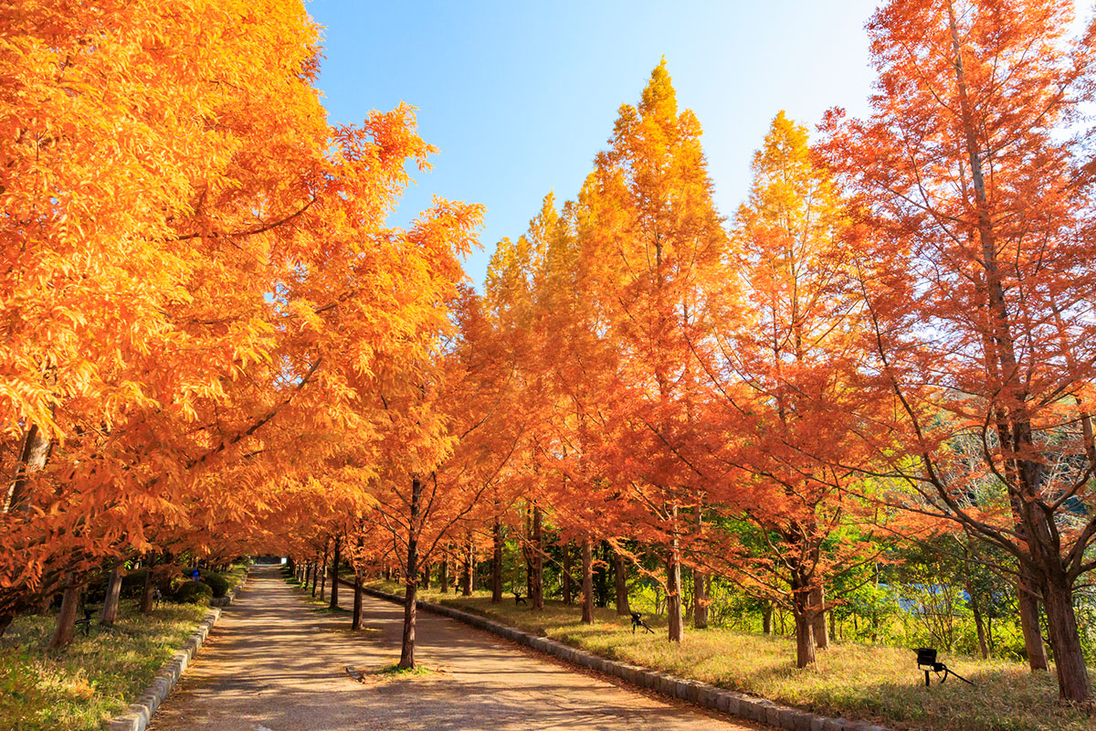 秋といえば何をイメージする？食べ物や花、行事やおすすめの過ごし方ランキングを紹介！の画像37