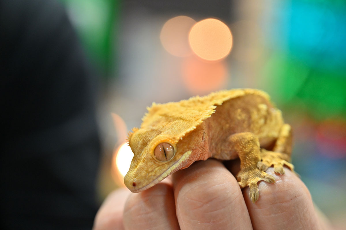 縁起が良いヤモリはペットにおすすめ！イモリとの違いや種類、飼い方や寿命ついても解説！の画像09