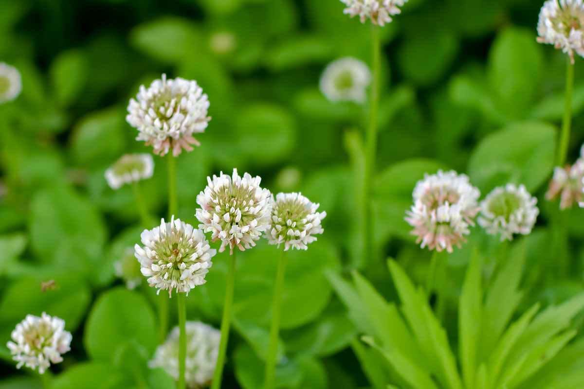 白い花の名前を春夏秋冬ごとに紹介！花言葉や育て方も解説の画像06