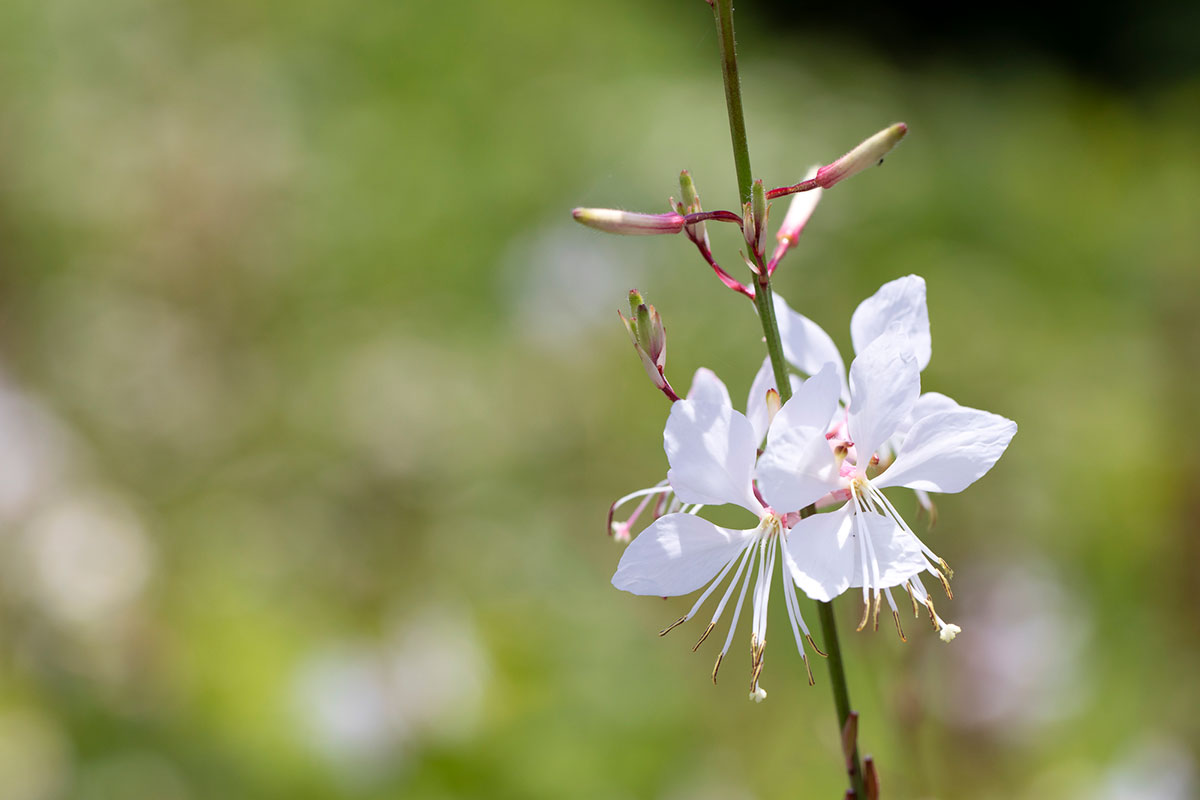 白い花の名前を春夏秋冬ごとに紹介！花言葉や育て方も解説の画像21