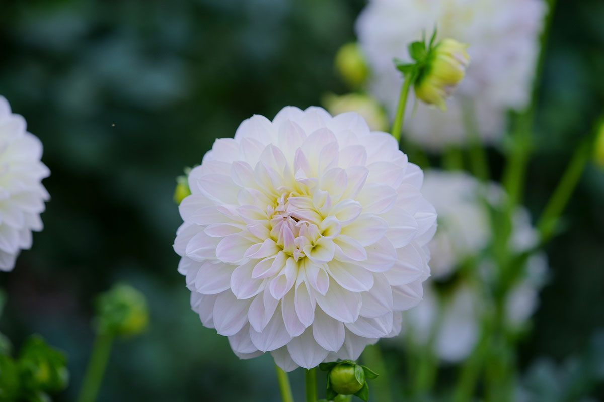 白い花の名前を春夏秋冬ごとに紹介！花言葉や育て方も解説の画像24