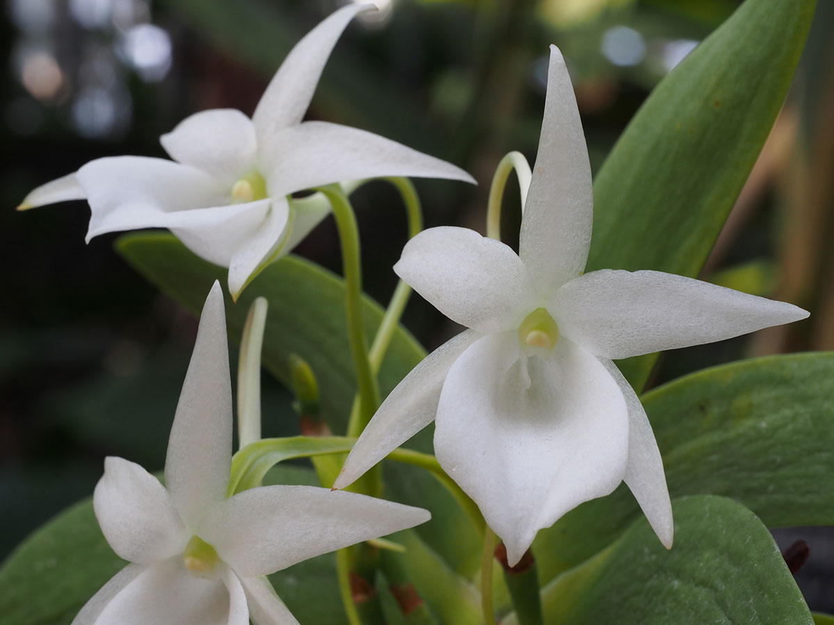 白い花の名前を春夏秋冬ごとに紹介！花言葉や育て方も解説の画像40