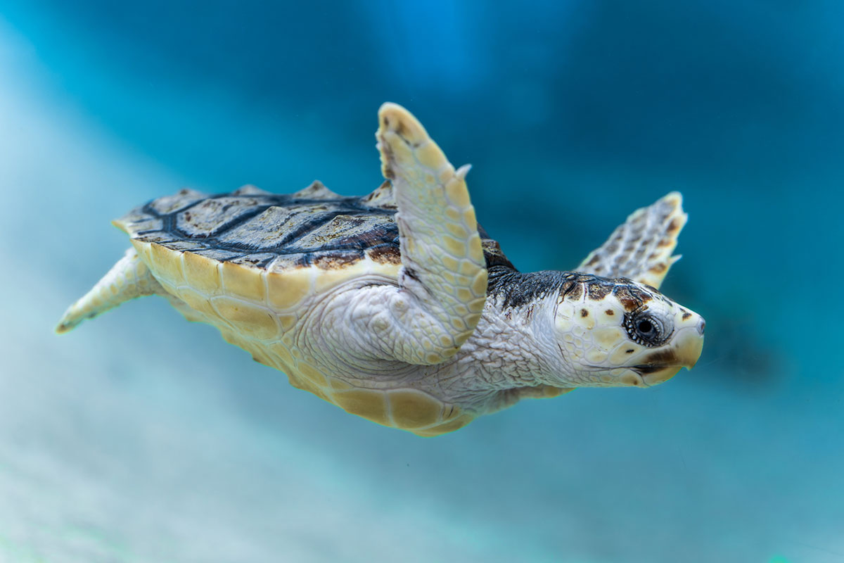 カメの寿命は何年？種類、ペットとしての飼い方や食べ物について解説の画像03