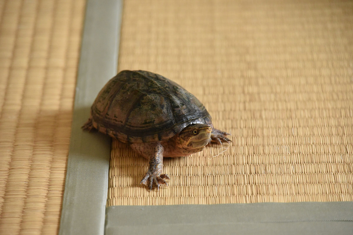 カメの寿命は何年？種類、ペットとしての飼い方や食べ物について解説の画像06