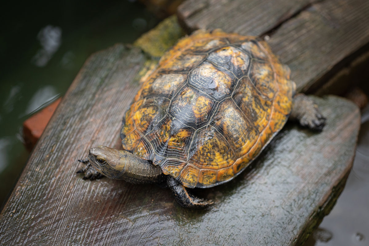 カメの寿命は何年？種類、ペットとしての飼い方や食べ物について解説の画像07