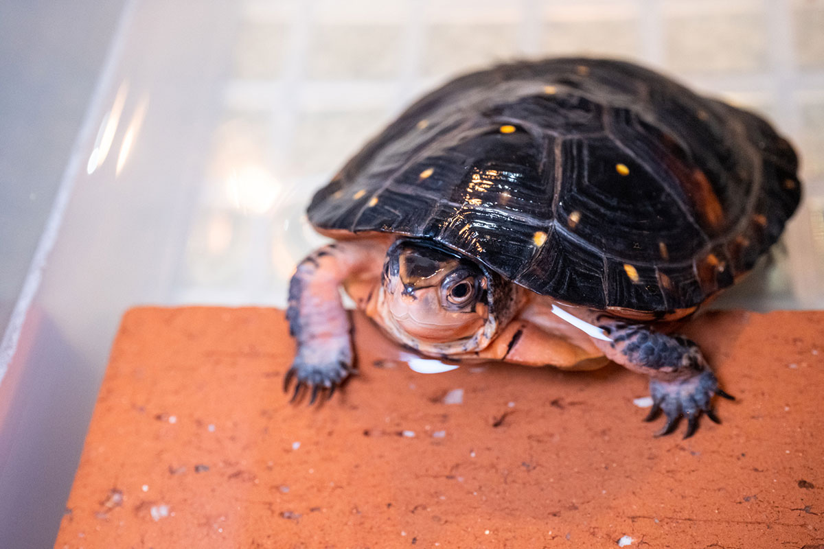 カメの寿命は何年？種類、ペットとしての飼い方や食べ物について解説の画像08