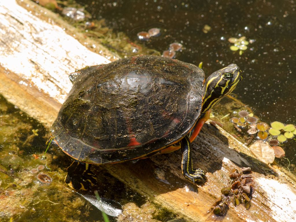 カメの寿命は何年？種類、ペットとしての飼い方や食べ物について解説の画像09