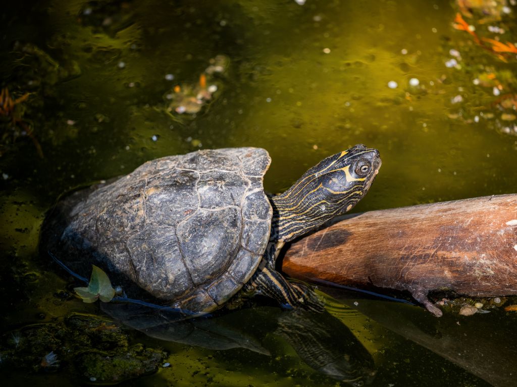 カメの寿命は何年？種類、ペットとしての飼い方や食べ物について解説の画像11