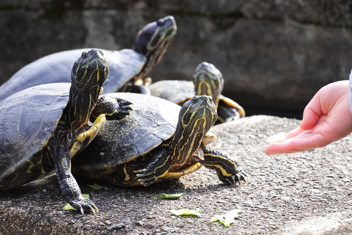 カメの寿命は何年？種類、ペットとしての飼い方や食べ物について解説の画像13