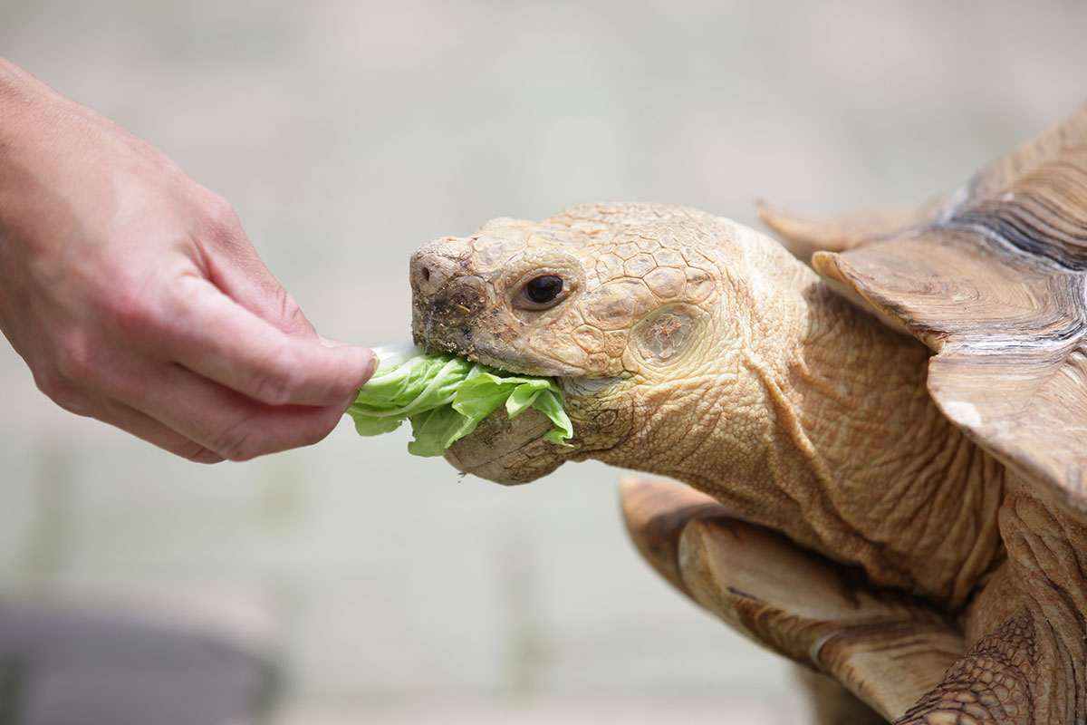 カメの寿命は何年？種類、ペットとしての飼い方や食べ物について解説の画像16