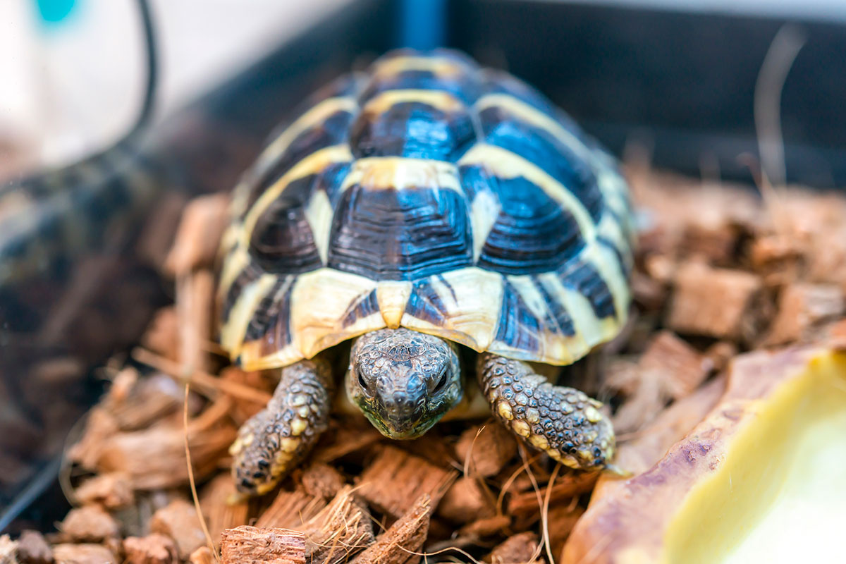 カメの寿命は何年？種類、ペットとしての飼い方や食べ物について解説の画像18