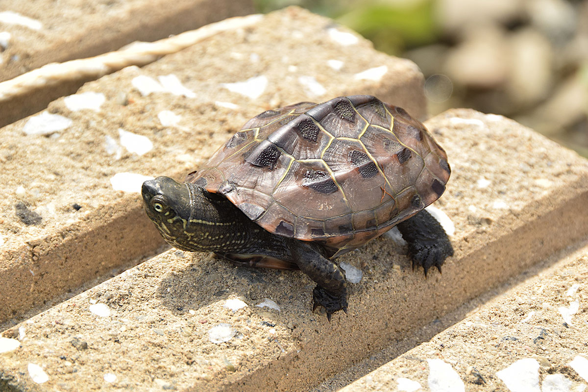 カメの寿命は何年？種類、ペットとしての飼い方や食べ物について解説の画像19