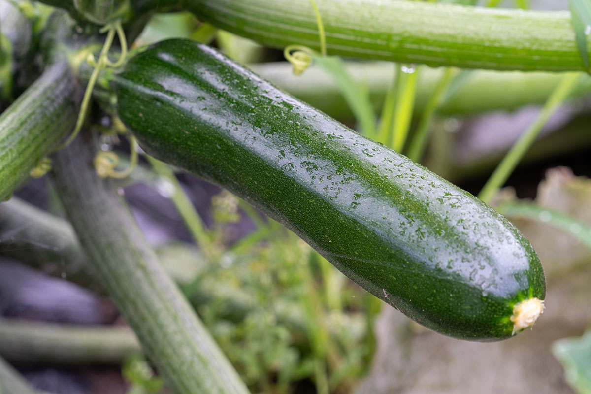 夏野菜10選！夏に美味しい野菜の種類と栄養素、定番のおすすめレシピも！の画像05