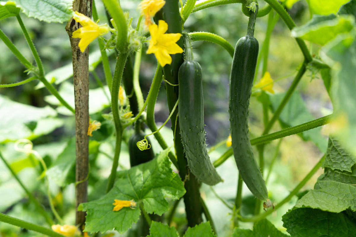 夏野菜10選！夏に美味しい野菜の種類と栄養素、定番のおすすめレシピも！の画像11