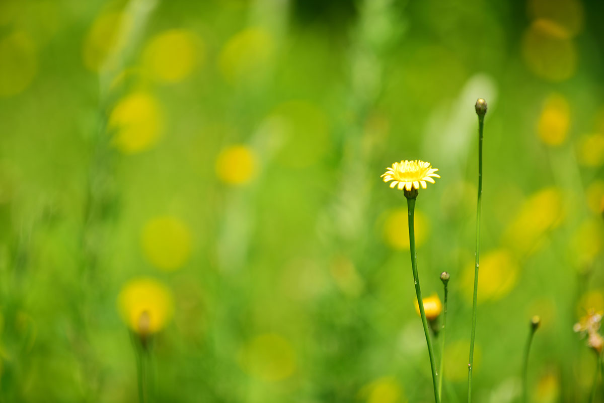 黄色い花20選！春夏秋冬で楽しめる季節ごとの花の名前や花言葉まとめの画像01