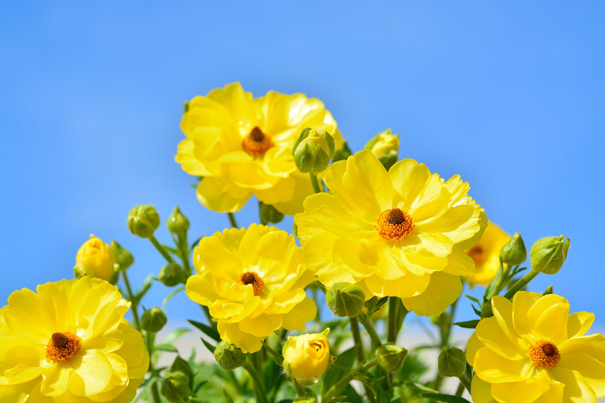 黄色い花20選！春夏秋冬で楽しめる季節ごとの花の名前や花言葉まとめの画像04