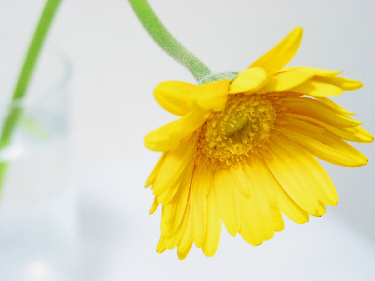 黄色い花20選！春夏秋冬で楽しめる季節ごとの花の名前や花言葉まとめの画像05