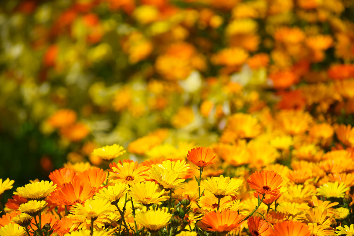 黄色い花20選！春夏秋冬で楽しめる季節ごとの花の名前や花言葉まとめの画像06