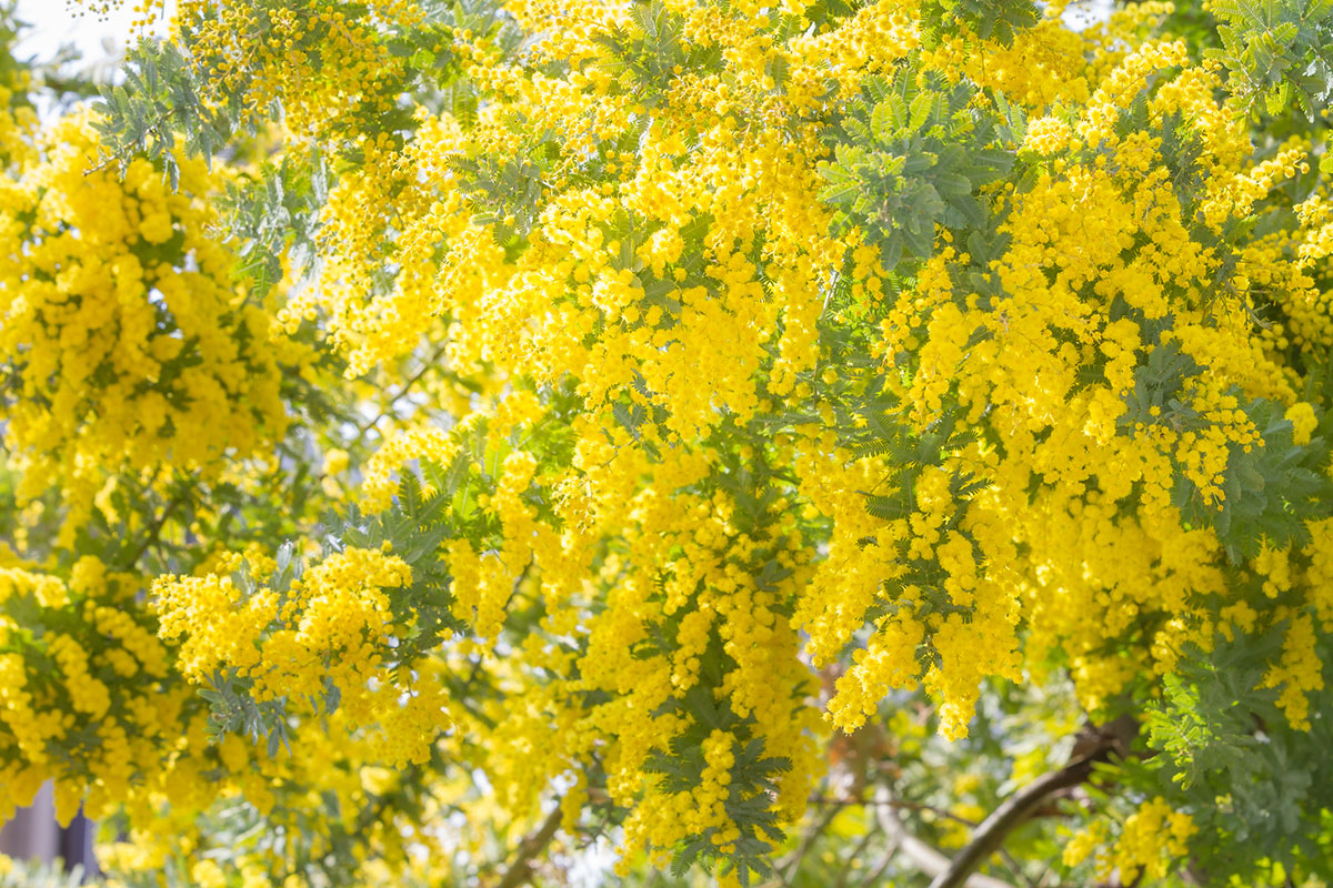 黄色い花20選！春夏秋冬で楽しめる季節ごとの花の名前や花言葉まとめの画像08