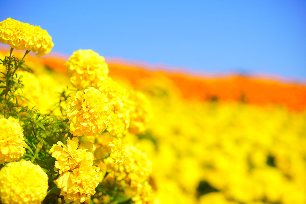 黄色い花20選！春夏秋冬で楽しめる季節ごとの花の名前や花言葉まとめの画像09