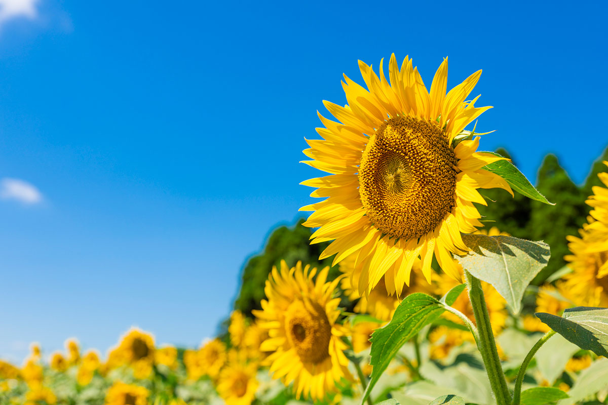 黄色い花20選！春夏秋冬で楽しめる季節ごとの花の名前や花言葉まとめの画像10