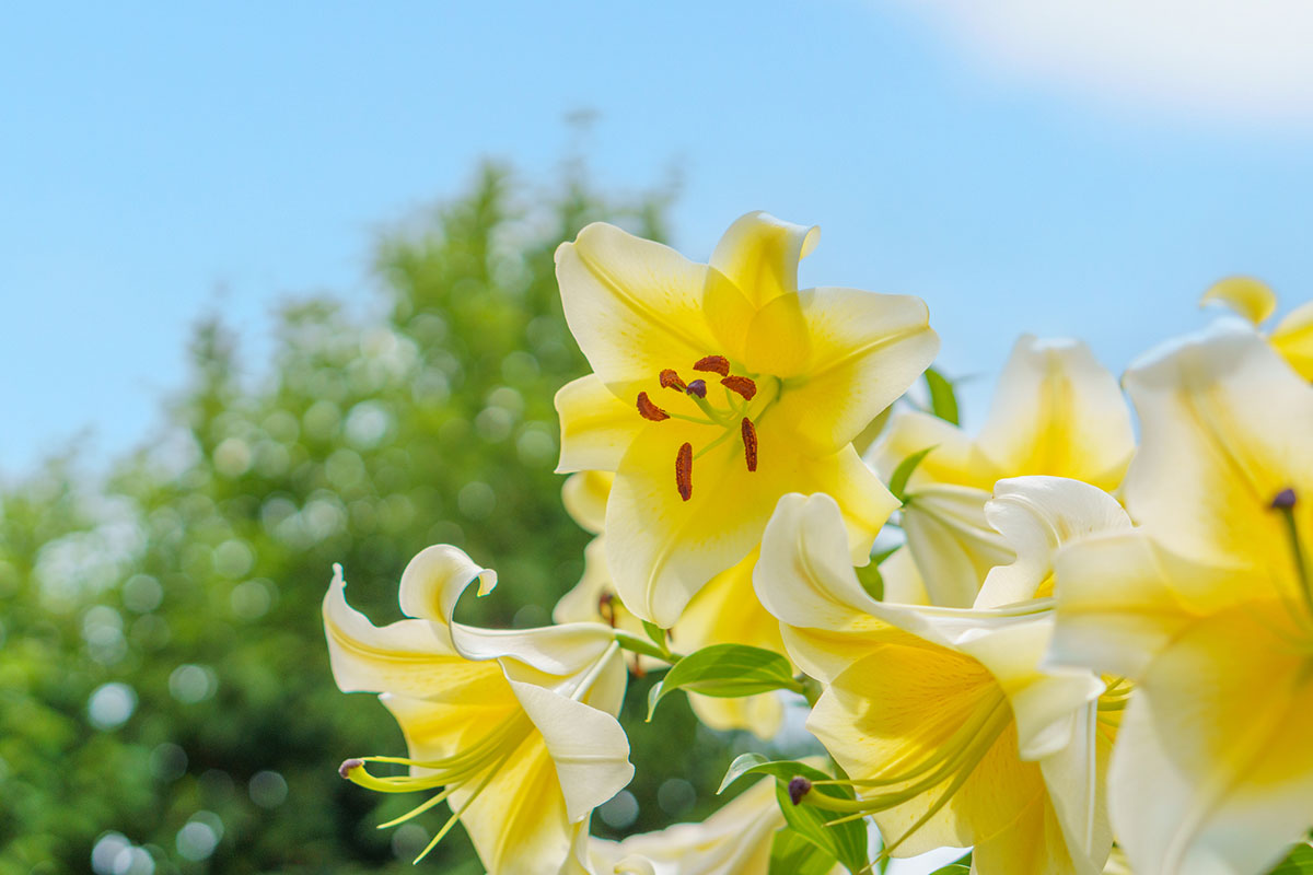 黄色い花20選！春夏秋冬で楽しめる季節ごとの花の名前や花言葉まとめの画像11