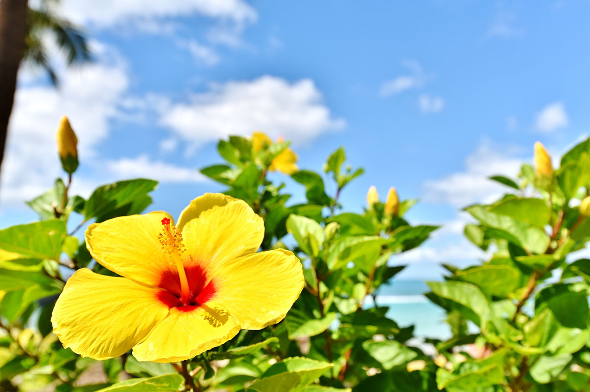 黄色い花20選！春夏秋冬で楽しめる季節ごとの花の名前や花言葉まとめの画像13