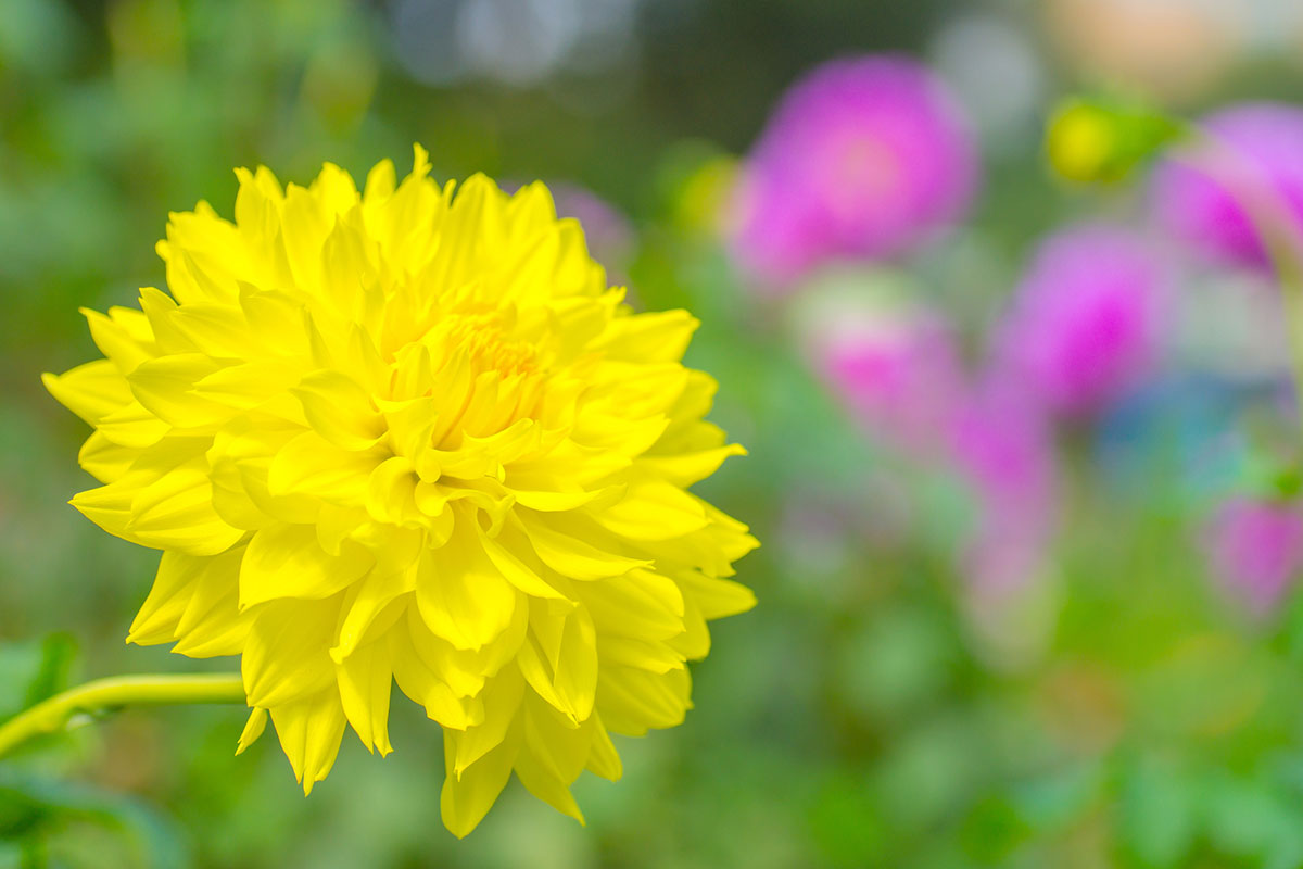 黄色い花20選！春夏秋冬で楽しめる季節ごとの花の名前や花言葉まとめの画像14