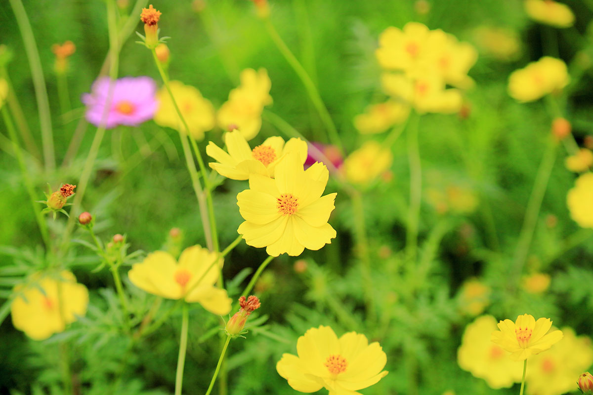 黄色い花20選！春夏秋冬で楽しめる季節ごとの花の名前や花言葉まとめの画像15