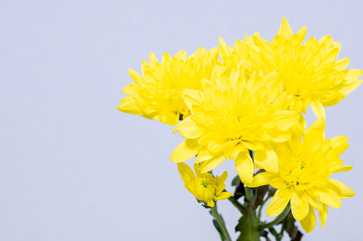 黄色い花20選！春夏秋冬で楽しめる季節ごとの花の名前や花言葉まとめの画像16