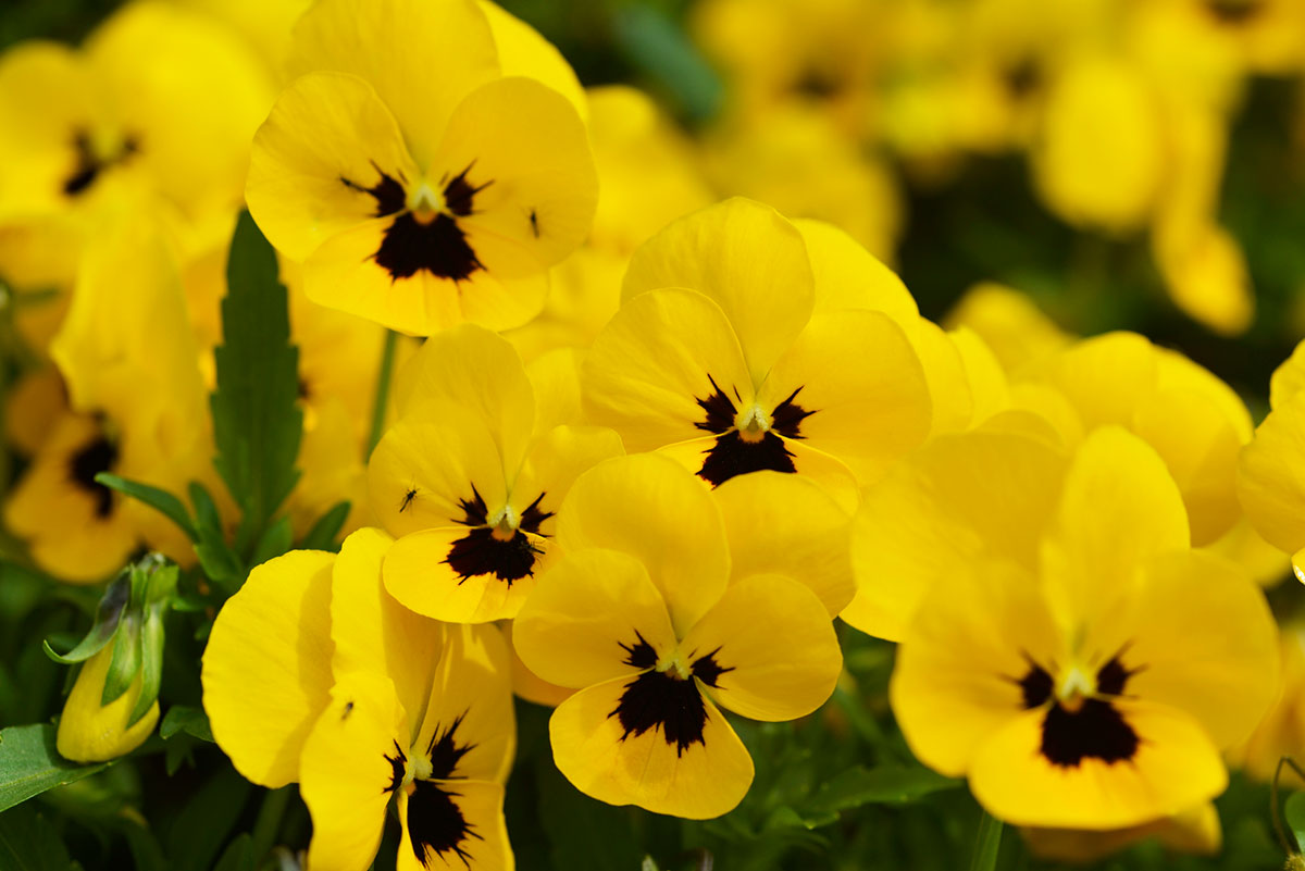 黄色い花20選！春夏秋冬で楽しめる季節ごとの花の名前や花言葉まとめの画像18