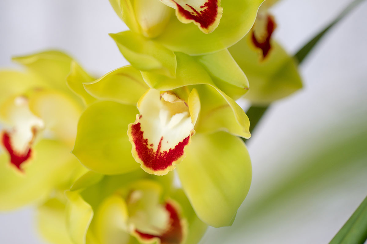 黄色い花20選！春夏秋冬で楽しめる季節ごとの花の名前や花言葉まとめの画像19