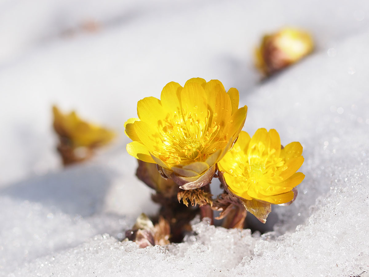 黄色い花20選！春夏秋冬で楽しめる季節ごとの花の名前や花言葉まとめの画像20