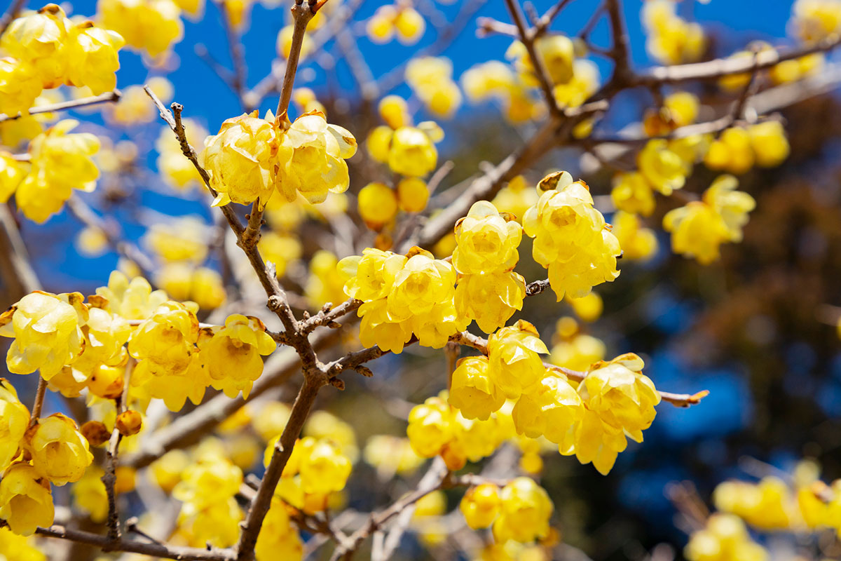 黄色い花20選！春夏秋冬で楽しめる季節ごとの花の名前や花言葉まとめの画像21