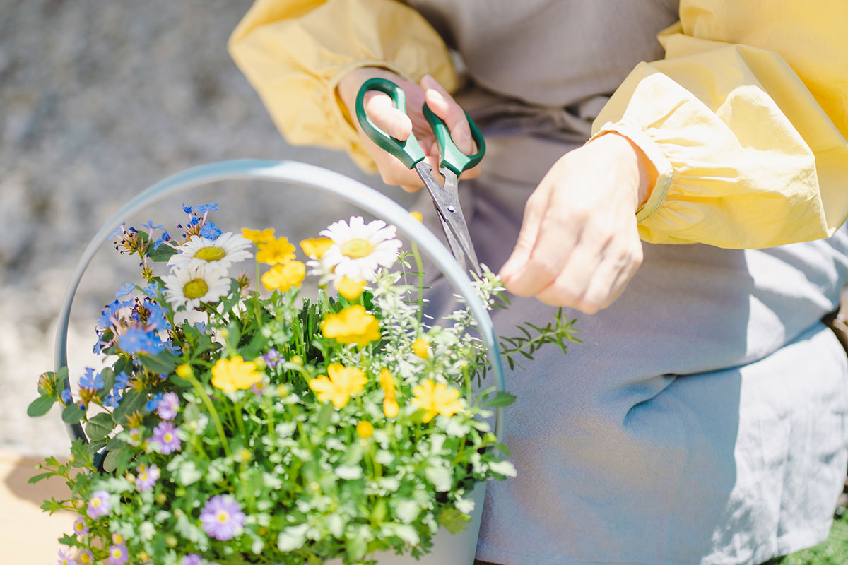 黄色い花20選！春夏秋冬で楽しめる季節ごとの花の名前や花言葉まとめの画像22