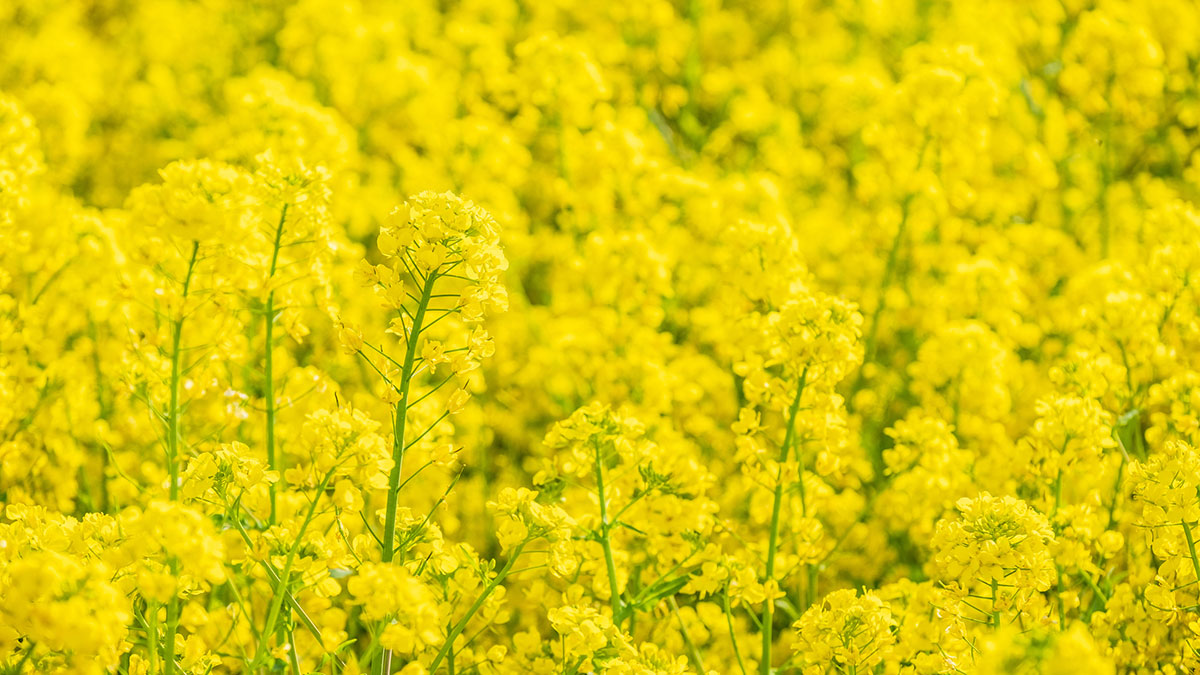 黄色い花20選！春夏秋冬で楽しめる季節ごとの花の名前や花言葉まとめの画像23