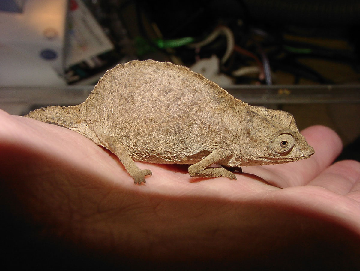 カメレオンの飼育方法は？特徴や種類、値段や寿命についても解説！の画像03