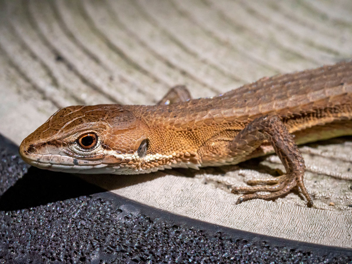 カナヘビの飼い方は？トカゲとの違いや餌、寿命や冬眠についても解説！の画像01