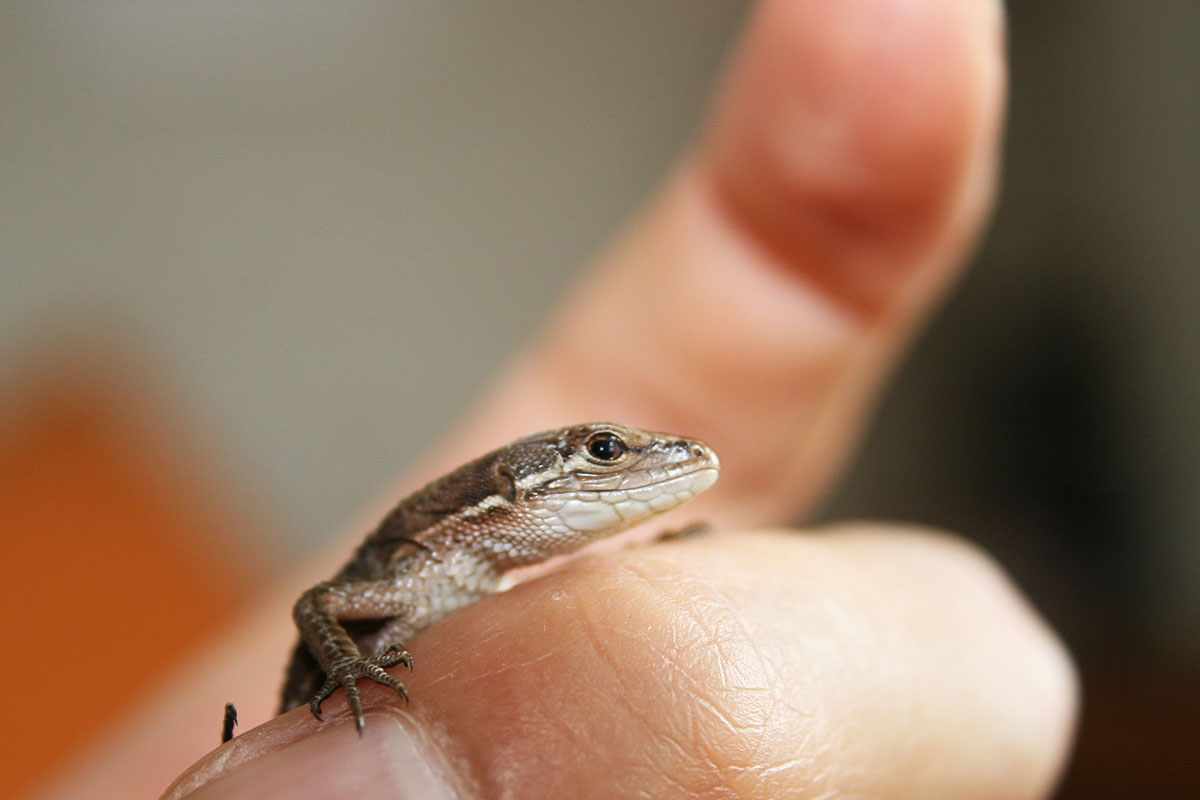 カナヘビの飼い方は？トカゲとの違いや餌、寿命や冬眠についても解説！の画像03