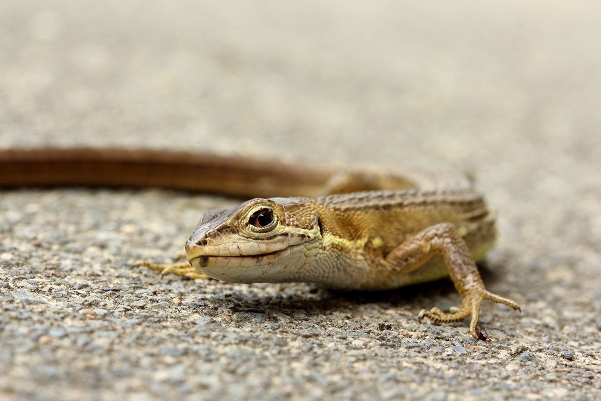 カナヘビの飼い方は？トカゲとの違いや餌、寿命や冬眠についても解説！の画像04