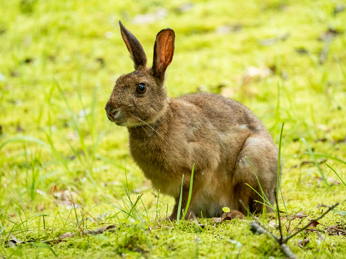 ウサギの飼い方は？特徴・種類・性格・寿命・かかりやすい病気についても徹底解説の画像02