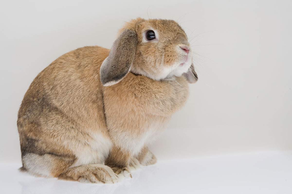 ウサギの飼い方は？特徴・種類・性格・寿命・かかりやすい病気についても徹底解説の画像05