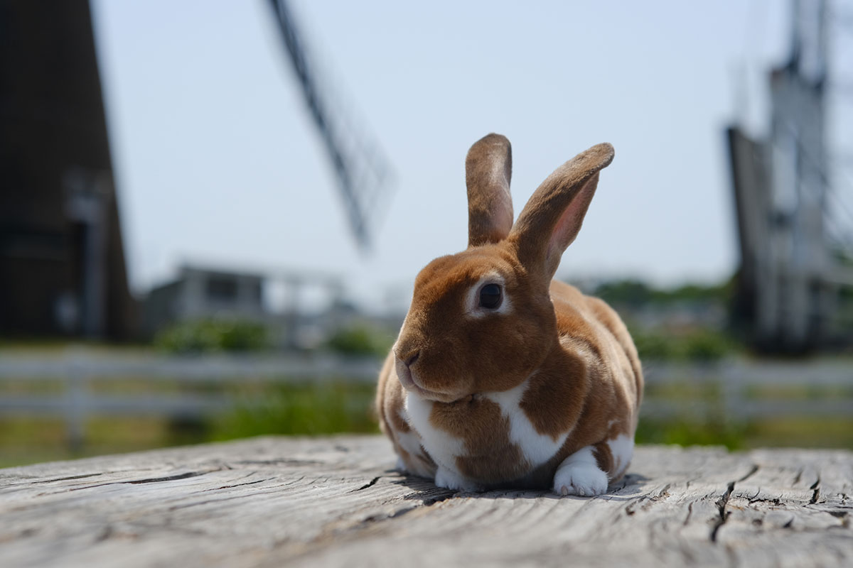 ウサギの飼い方は？特徴・種類・性格・寿命・かかりやすい病気についても徹底解説の画像07