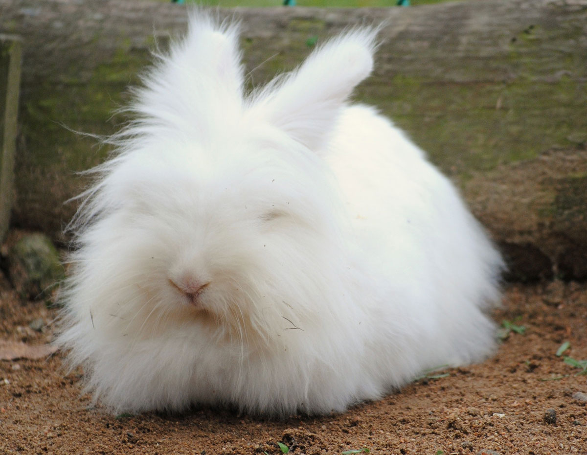 ウサギの飼い方は？特徴・種類・性格・寿命・かかりやすい病気についても徹底解説の画像08